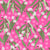 Eucalyptus Gum Collection: Eucalyptus Gum on Bright Lolly Pink Image