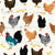 Chicken Scratch Hens and Roosters on White Image