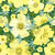 Zodiac Flowers Collection (Virgo/Buttercups/Green) Image