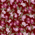 Cora Floral in Ruby, Lovebud Mini Collection by the Enchanted Easel. Hand Drawn Roses, Floral, Valentine's Day, Botanical. Image