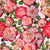 Cherry Ombre Roses on Pastel Pink Image