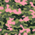 camouflage design, Camo, Olive green, pink, black, Trendy Camouflage, Casual wear camo, sportswear camouflage, small camo print, shirts, skirts, cargo pants Image