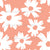 Peach white daisy Image