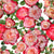 Pink Ombre Roses on White Image