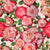 Pink Ombre Roses on Pastel Peach Image