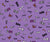All the Boo's Tossed Halloween Purple Image
