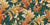 Rococo Bliss | Coral + Green Acanthus Leaves Image