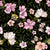 Soft Tropical Florals in shades of pink, off white, peach, and goldenrod, with jungle green foliage, striking against a black background.  Soft Tropical Florals Collection. Image