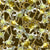 White and Yellow Columbines on Espresso Batik Image