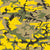 Yellow and Green Camouflage, Military, Army Image