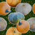 Pumpkins Dots Dark Green Image