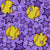 Team Spirit Softballs and Stars in Purple Image