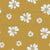 Yellow and White Cosmos Image