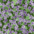 Large purple lilac blossoms all over with leafs tossed spring green violet. Welcome spring to your home. When you see these lilac blossoms and flowers imagine the intoxicating scent evoking feelings of nostalgia and serenity. Image
