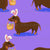 Easterweenie Wiener dog with easter basket on a bright purple background - easter egg sausage dog Image