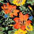 Bold Orange Lily Fabric, black, yellow and orange, tropical design, colorful and bright, cheerful fabric, Bold & Beautiful Collection Image
