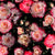 Moody Ombre Pink Roses on Black Image