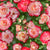 Ombre Pink Roses on Green Image