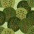 Marbled Motoro Stingrays Forest Butterfly Green Batik Image