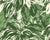 Shady Hosta Leaves - retro green - Hosta Leaves Image