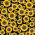 Sunflower Field on black - Sunflower collection Image