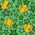 Team Spirit Softballs and Stars in Green Image