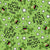 Who Let The Frogs Out? Green Image