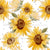 Sunflowers and polka dots, ditsy dots Image