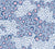 Big Cats Prints Jaguar and Cheetah in Pale Blue, Denim Blue, Light Pink and White Image