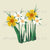 Large buttercups and Daisy motif for square throw pillows, tshirt fronts, tea towels, wall hanging Image