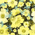 Zodiac Flowers Collection (Virgo/Buttercup/Black) Image