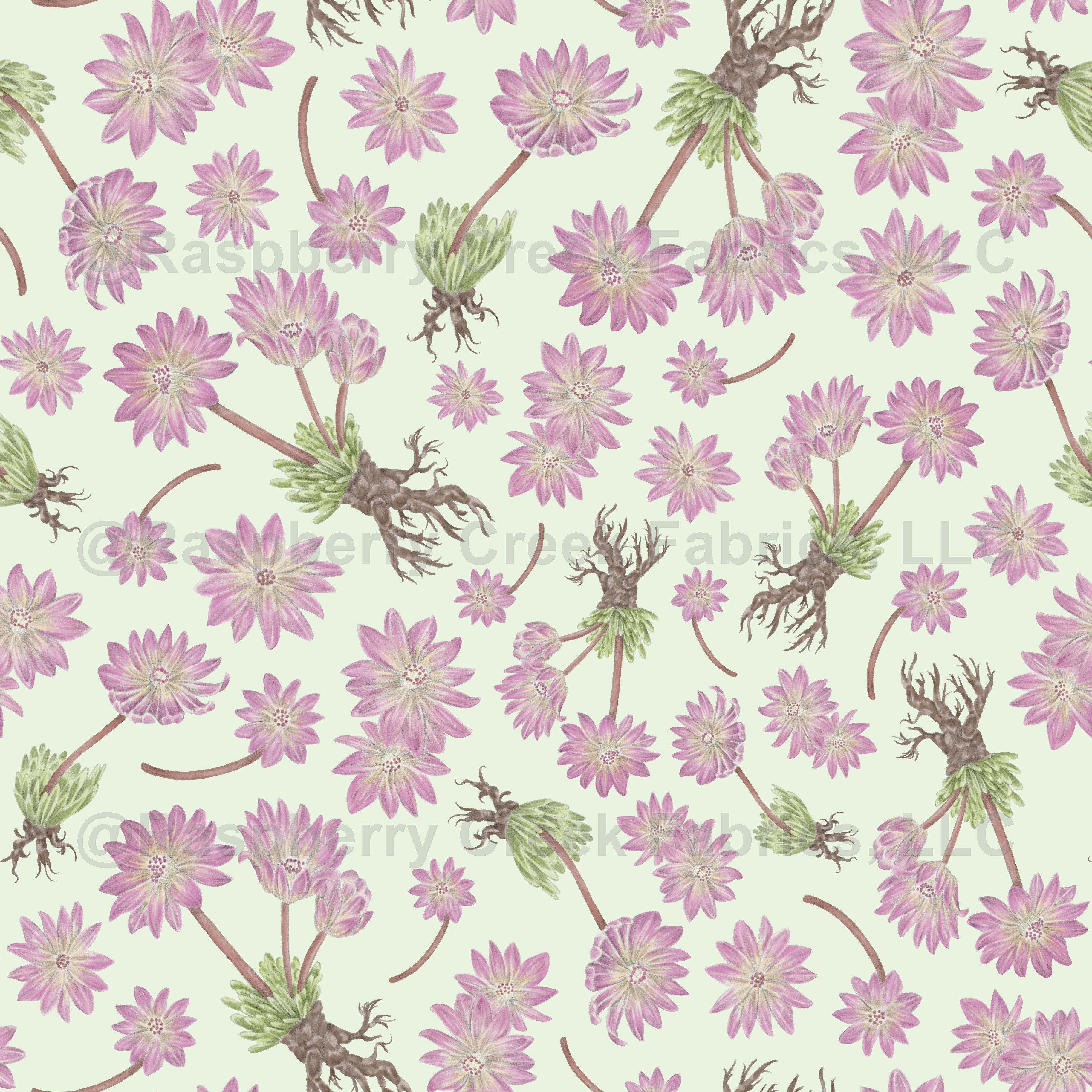 Bitterroot Flower Drawing | Best Flower Site