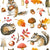 Autumn Chipmunk / White Image