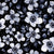 Black, White and Grayscale Anemones Floral on Black-Large scale Image