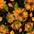 Autumn Sunflowers on Black Image