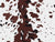 Texas Longhorn Cow Hide Dark Brown Image