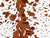 Texas Longhorn Cow Hide Light Brown Image