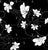 Jumbo Black and White Diagonal Naupaka Floral, Monochrome Image