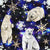 Polar Bear Winter Collection - Night Sky Image