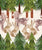 Woodland Forest Rows Image