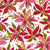 Petite Pink and Red Poinsettia Christmas Flowers on White Image